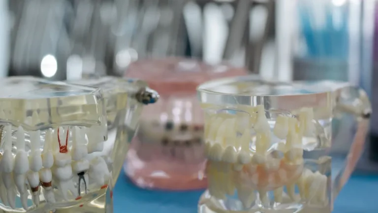 Dental models with teeth arrangement on a table, ideal for health and education visuals.