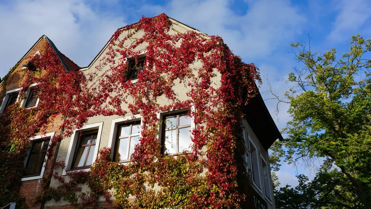 An old building in Poland's Olsztyn, covered with red autumn vines under a blue sky.