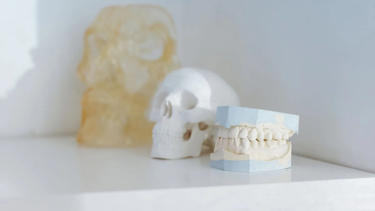 A minimalist display of dental and skull models, ideal for medical or educational themes.